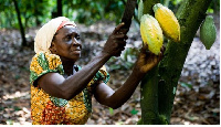 Cocoa farmer