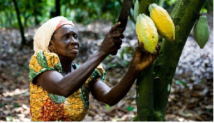 Cocoa farmer