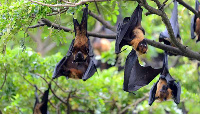 The Marburg Virus is transmitted by fruit bats - Photo: Freepik