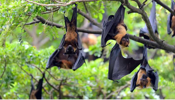 The Marburg Virus is transmitted by fruit bats - Photo: Freepik