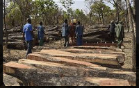 The company buys rosewood and Paapa from local chain saw operators across the Savannah Region