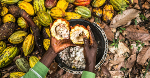 The price of Cocoa went up today