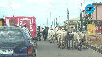 Part of the herd on the side of the road