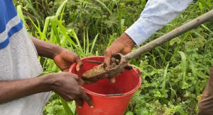 68% of soils in Amansie East, Bosomtwe, Bosome Freho acidic due to excessive fertilizer application