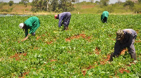 griculture Minister Bryan Acheampong announced financial interventions to support farmers