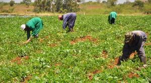 Small Africa Farmers Ezgif.png