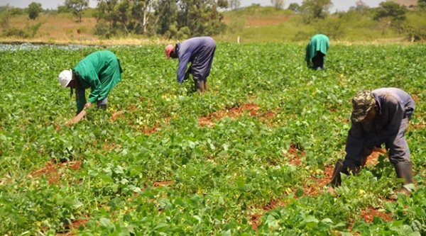 griculture Minister Bryan Acheampong announced financial interventions to support farmers