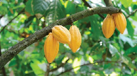 Ghana is the second largest cocoa exporter in the world