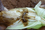 CSIR-Ghana leads charge in combatting Fall Armyworm with KAFACI