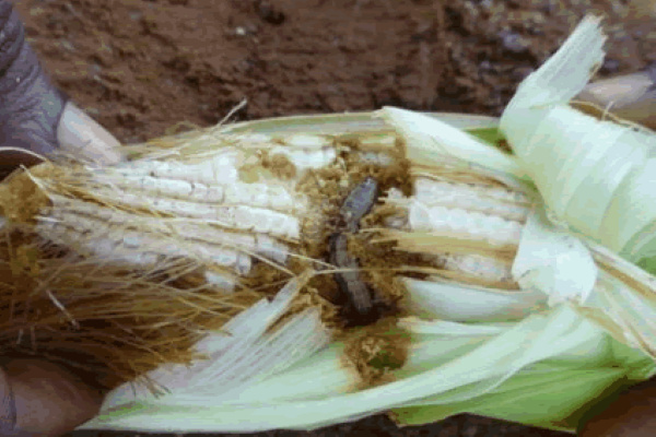 CSIR-Ghana leads charge in combatting Fall Armyworm with KAFACI