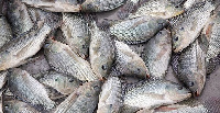 The Fisheries Ministry has appealed to the public to support the implementation of simple farm level