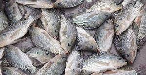 Tilapia Image 22.jpeg