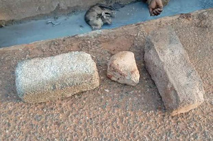 The dead cat and pieces of blood-stained stones found at the scene