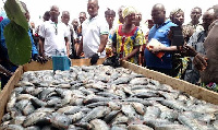 Fresh tilapia from a farm in Ghana