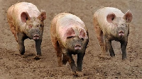 The swine fever is a devastating infectious disease spread by pigs