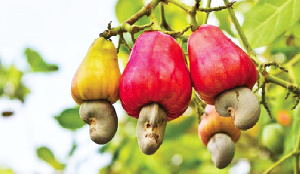 Cashew Fruit.png