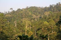 Atewa forest reserve, one of Ghana