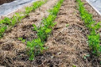 File Photo: Weed mulching