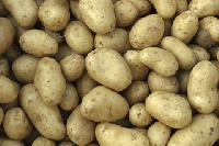 The Frafra potatoes are sugar free and very nutritious.