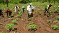 Farmers working on their farmland. File photo