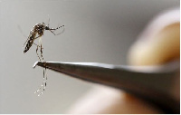 Aedes aegypti mosquitoes spreads Zika virus in Campinas, Brazil.