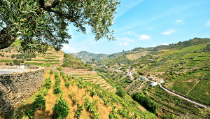 Form The Douro Valley To The Algarve, .png