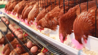 Poultry farming