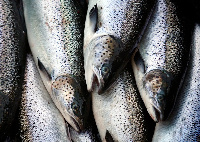 File photo of Salmon