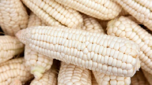 Maize Pic