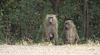 Some baboons lined up across the stretch at Shai Hills