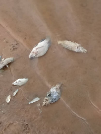 Some fish were found dead on the shores of the dam in the early hours of Thursday