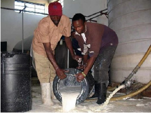 Kenyan Dairy Workers pour milk delivered by farmers to Dairy cooling plant due to oversupply