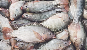 Tilapia Fish Fresh