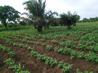 File photo: Cowpea farm