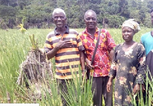 Mpohor Farmers