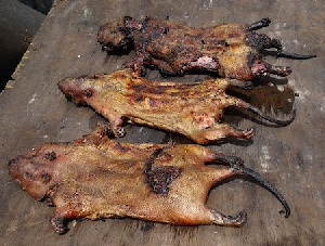 Kumasi Bushmeat