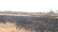 Part of the burnt farm