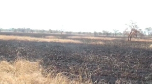 Part of the burnt farm