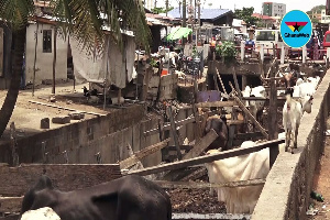 A cattle rearing site along the Nima gutter