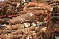 Fresh cassava