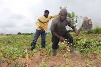 Some farmers tending their farms