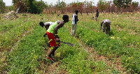 People working in a farm