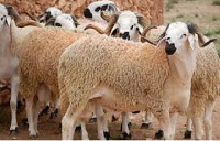 Farmers selling sheep ahead of Eid Al-Adha