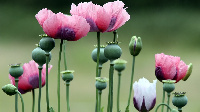 Opium dey banned by Afghan Taliban goment