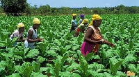 Ghana produces a variety of crops in various climatic zones. File photo