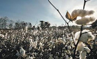 File photo: Cotton farm