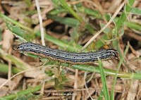 Armyworm