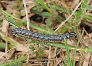 Armyworms098