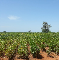 Soybean farm