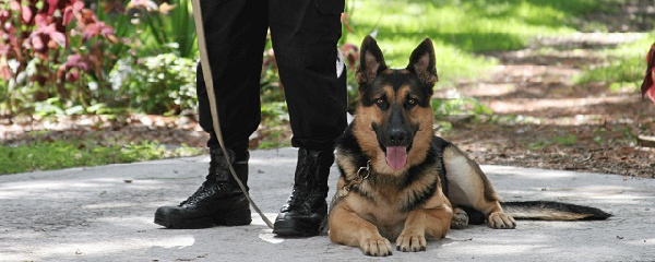 Security dog - file photo